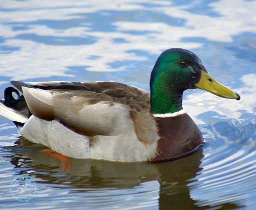 Mallard 8T007D-16.JPG
